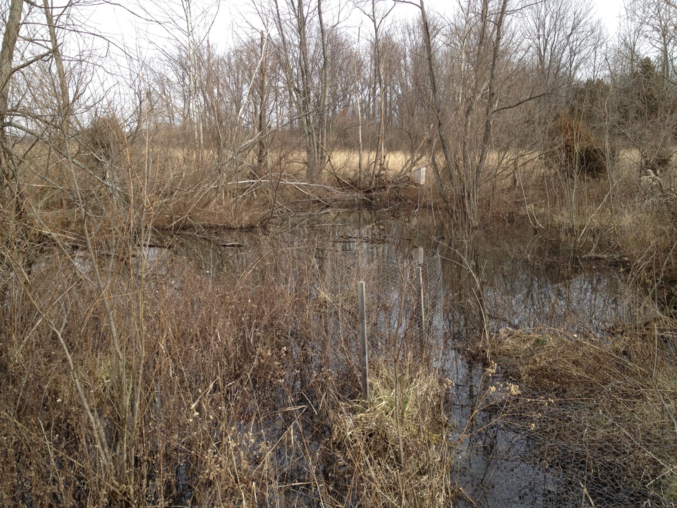 Full Size Image = 2961 K