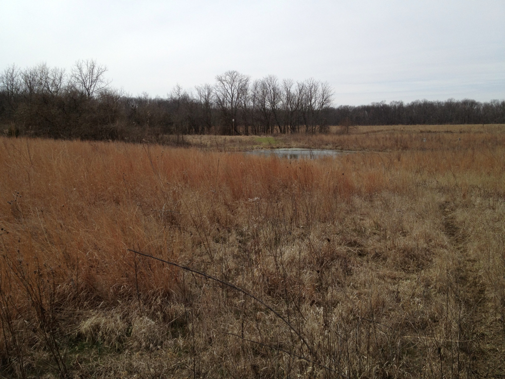 Full Size Image = 1764 K