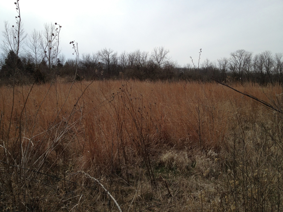 Full Size Image = 1731 K