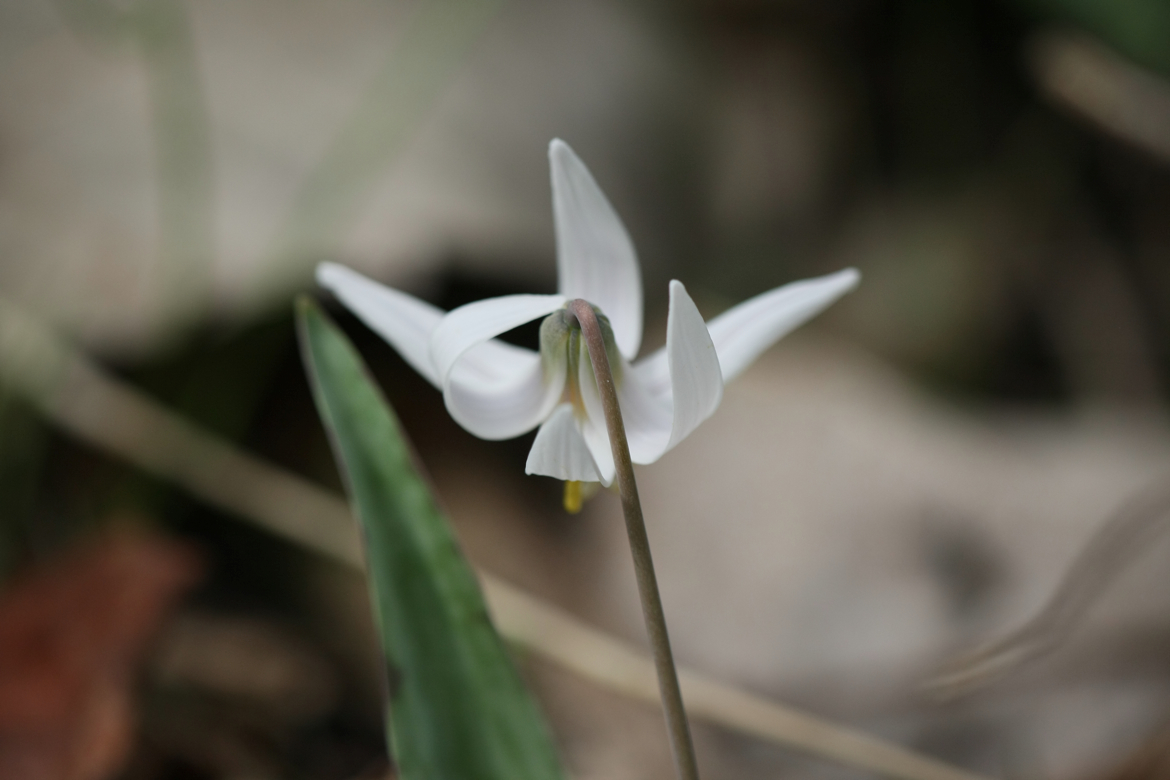 Full Size Image = 3912 K