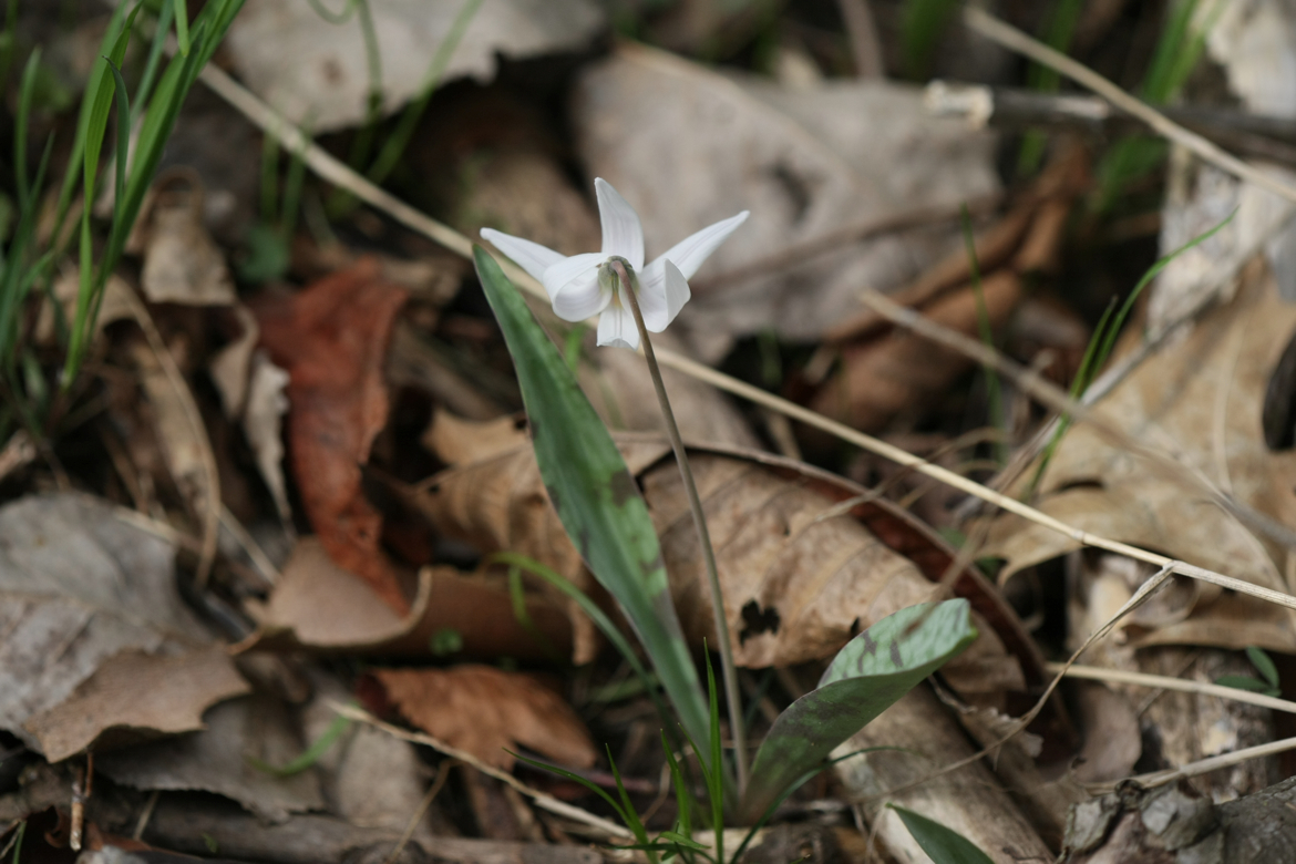 Full Size Image = 4976 K