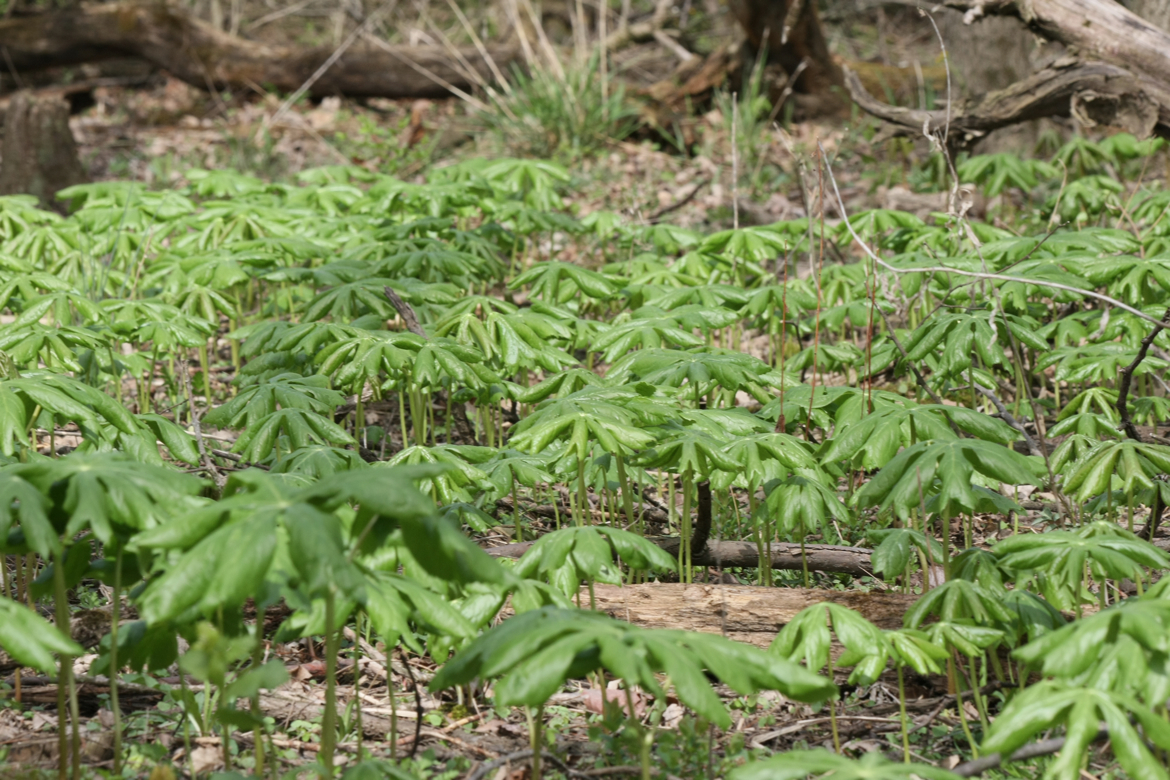 Full Size Image = 6930 K