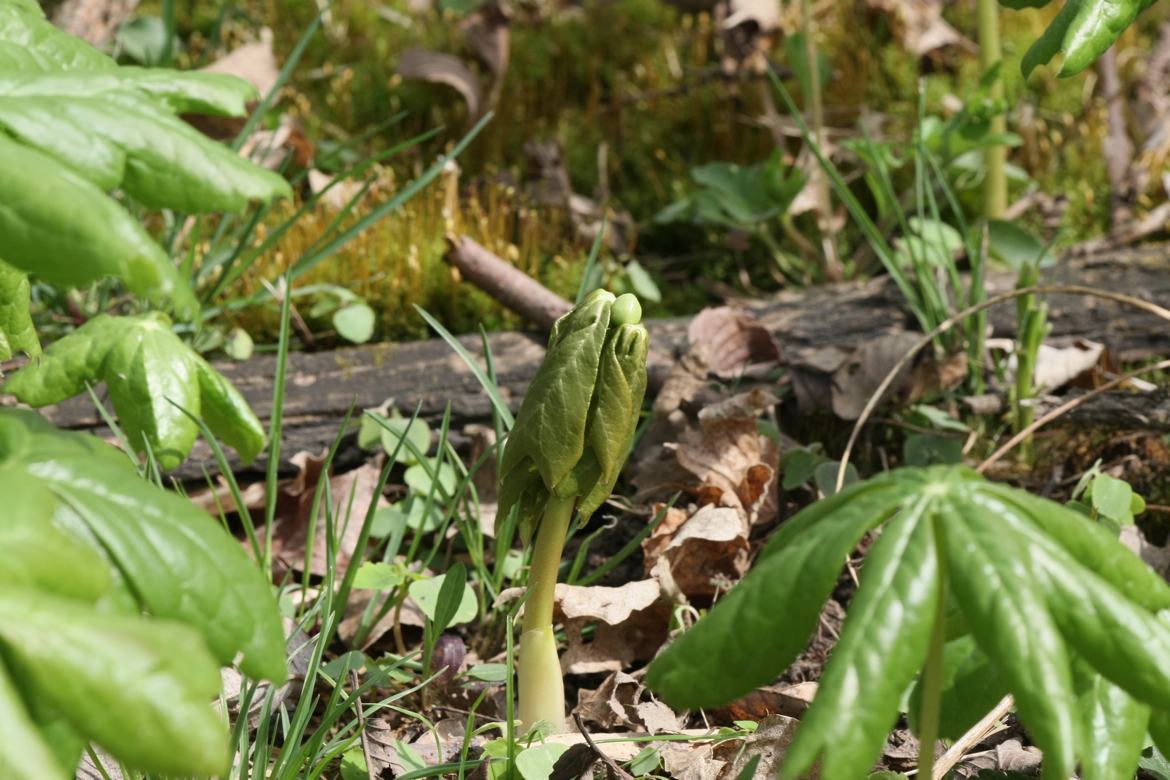 Full Size Image = 6195 K