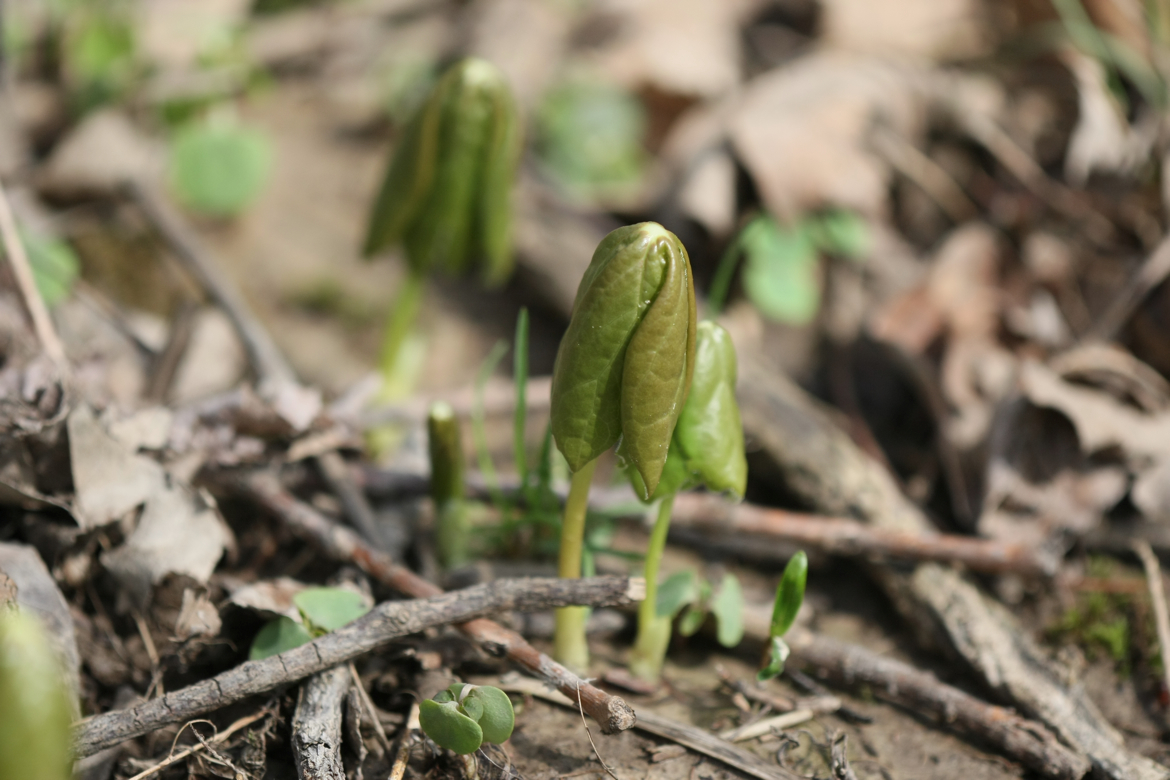 Full Size Image = 5021 K