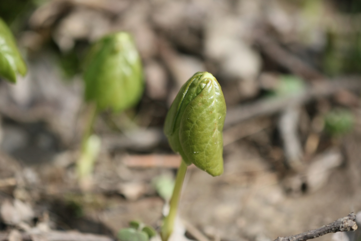 Full Size Image = 4335 K