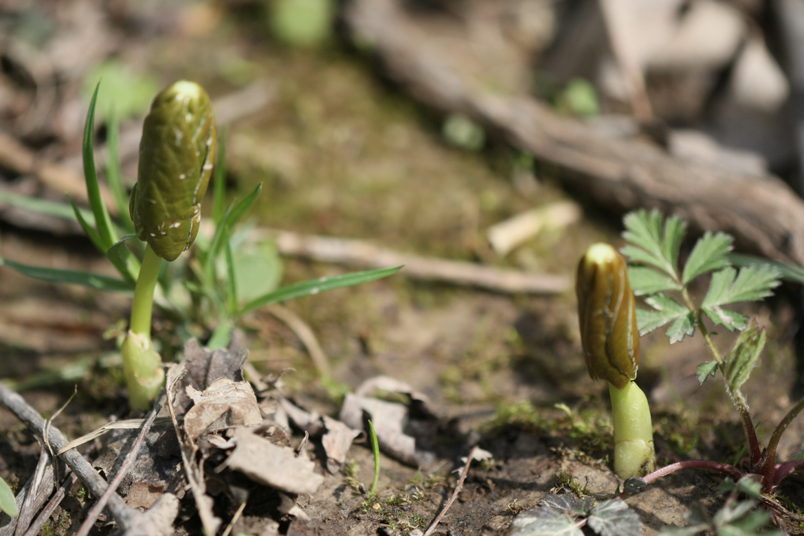 Full Size Image = 5411 K