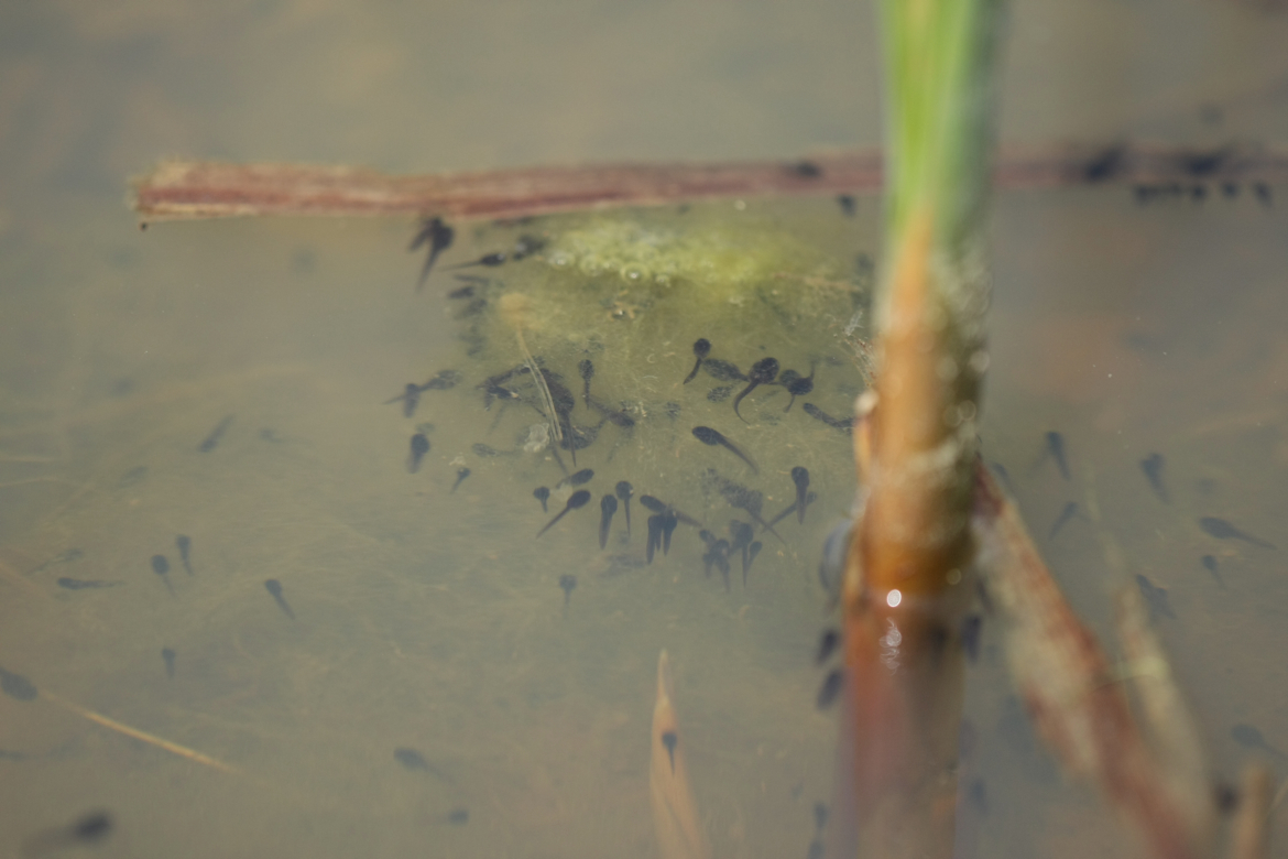 Full Size Image = 4222 K