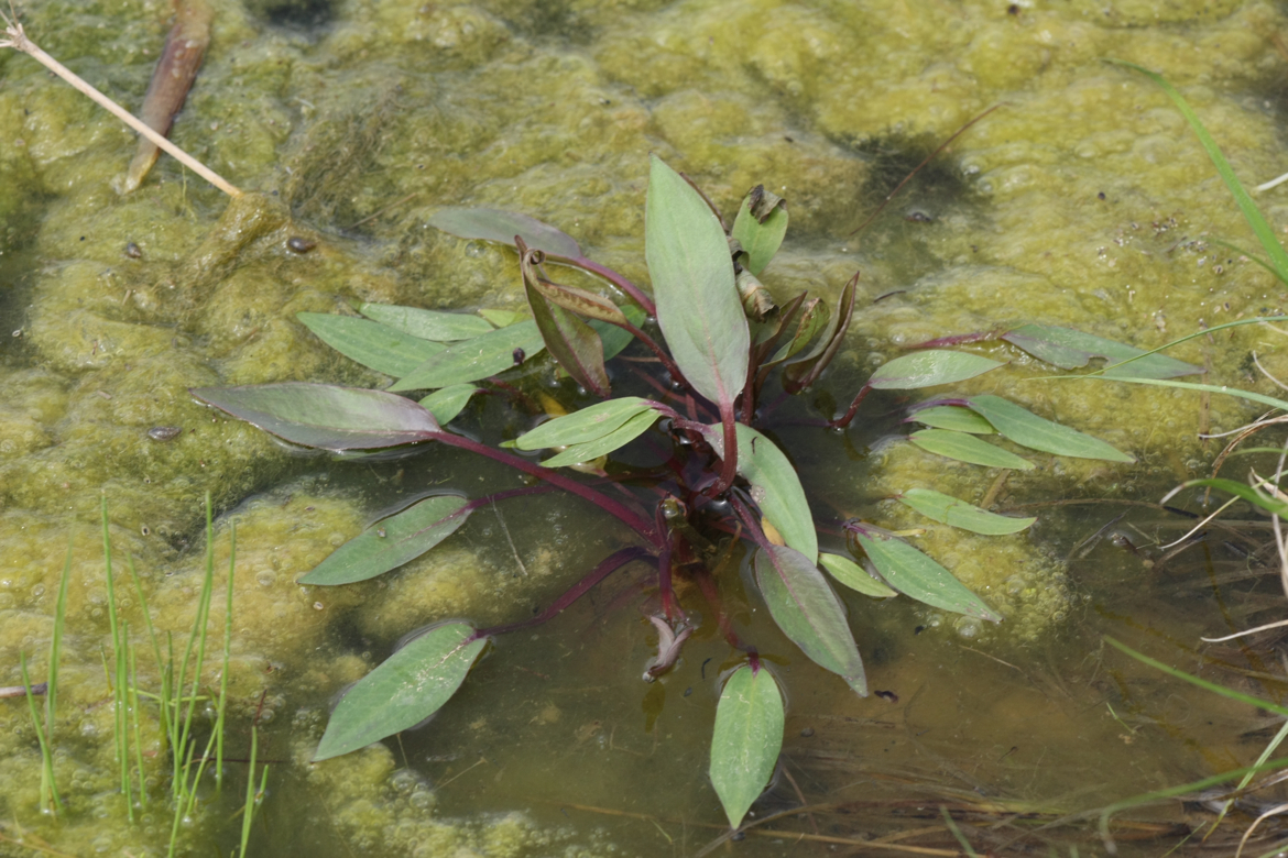 Full Size Image = 6225 K