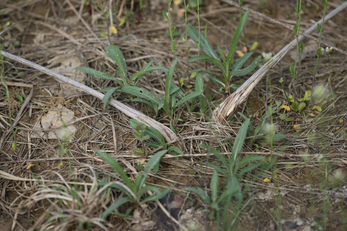 Full Size Image = 6928 K