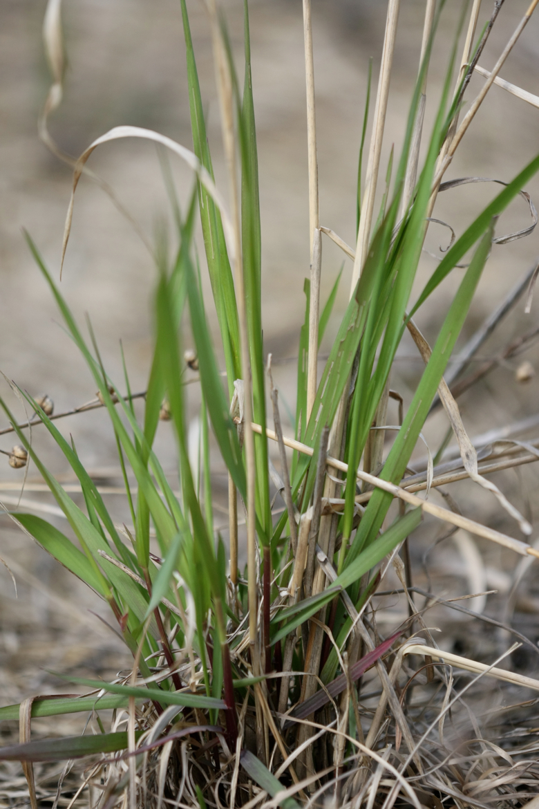 Full Size Image = 5051 K