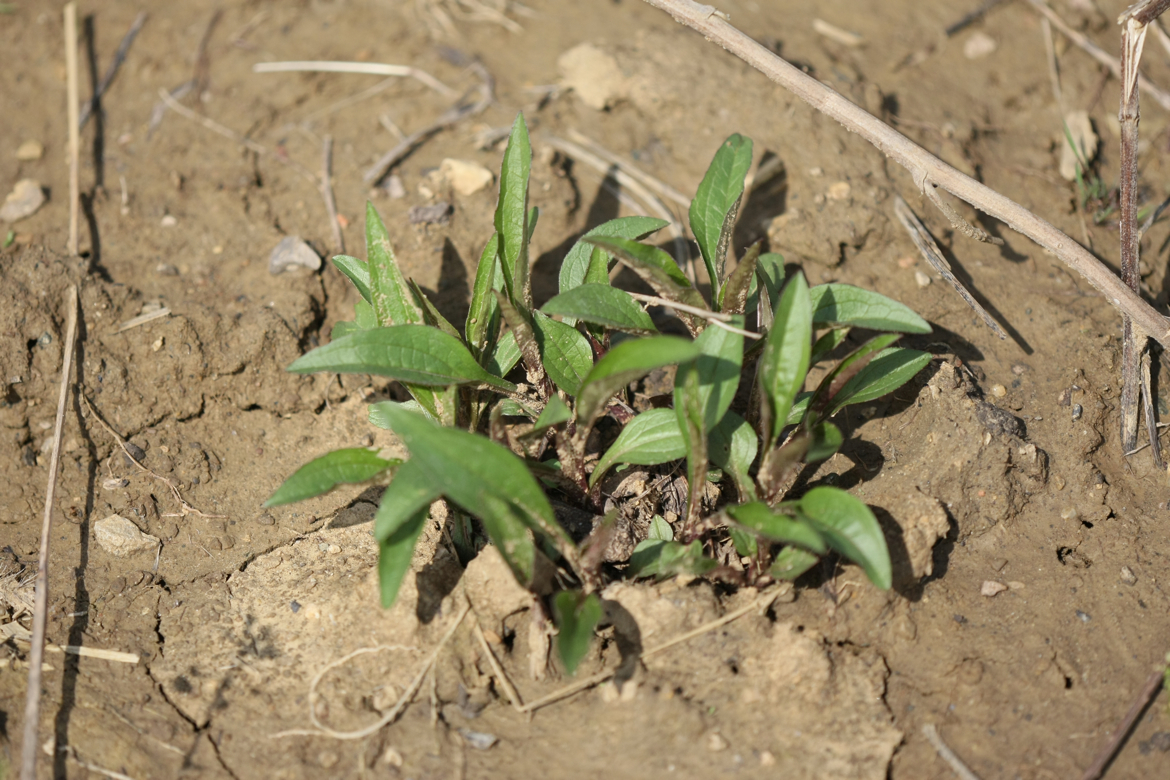 Full Size Image = 6531 K