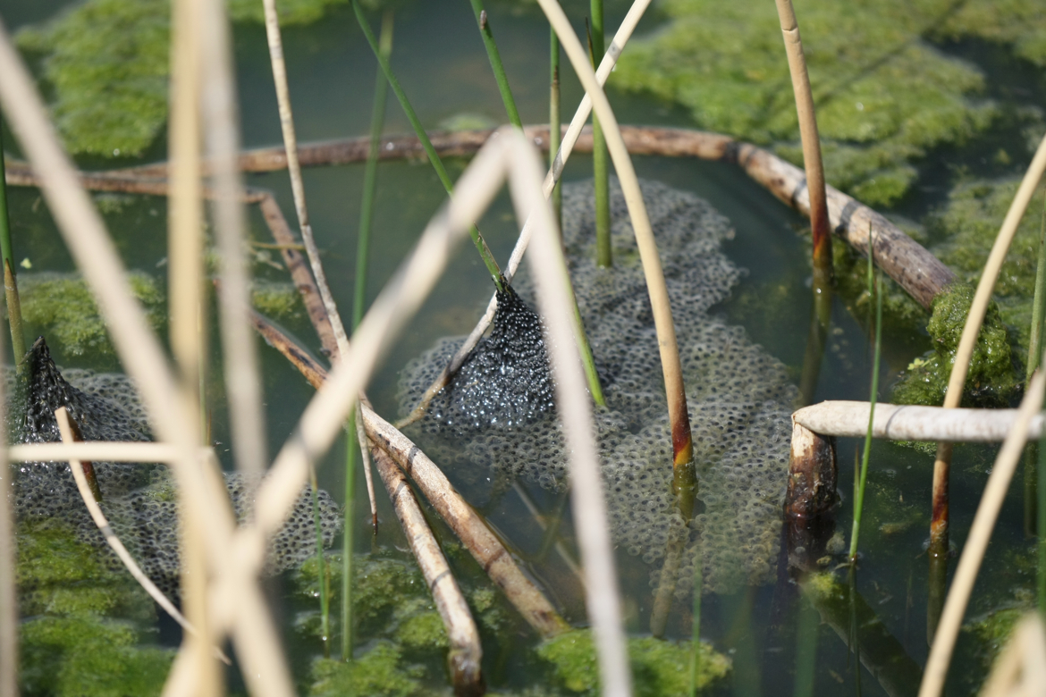 Full Size Image = 5823 K