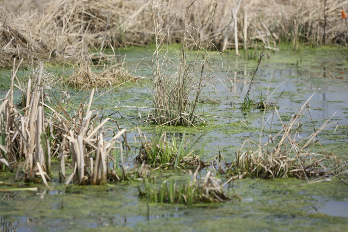 Full Size Image = 7346 K