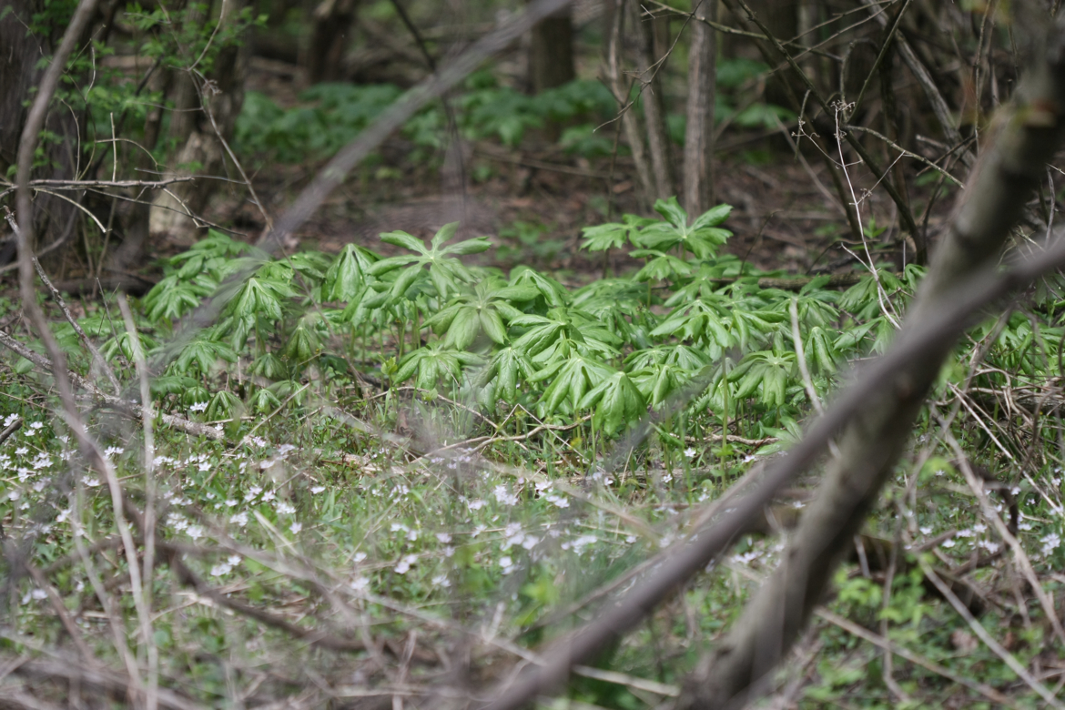 Full Size Image = 6672 K