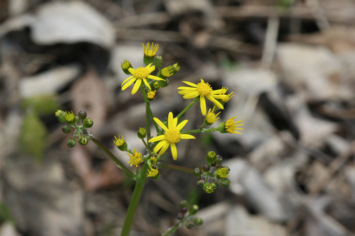 Full Size Image = 4664 K