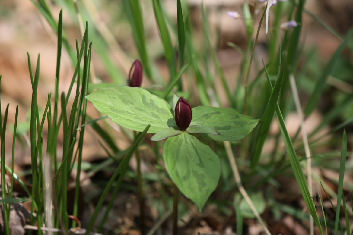 Full Size Image = 5287 K