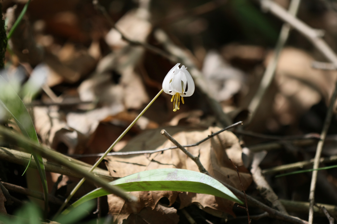 Full Size Image = 4751 K