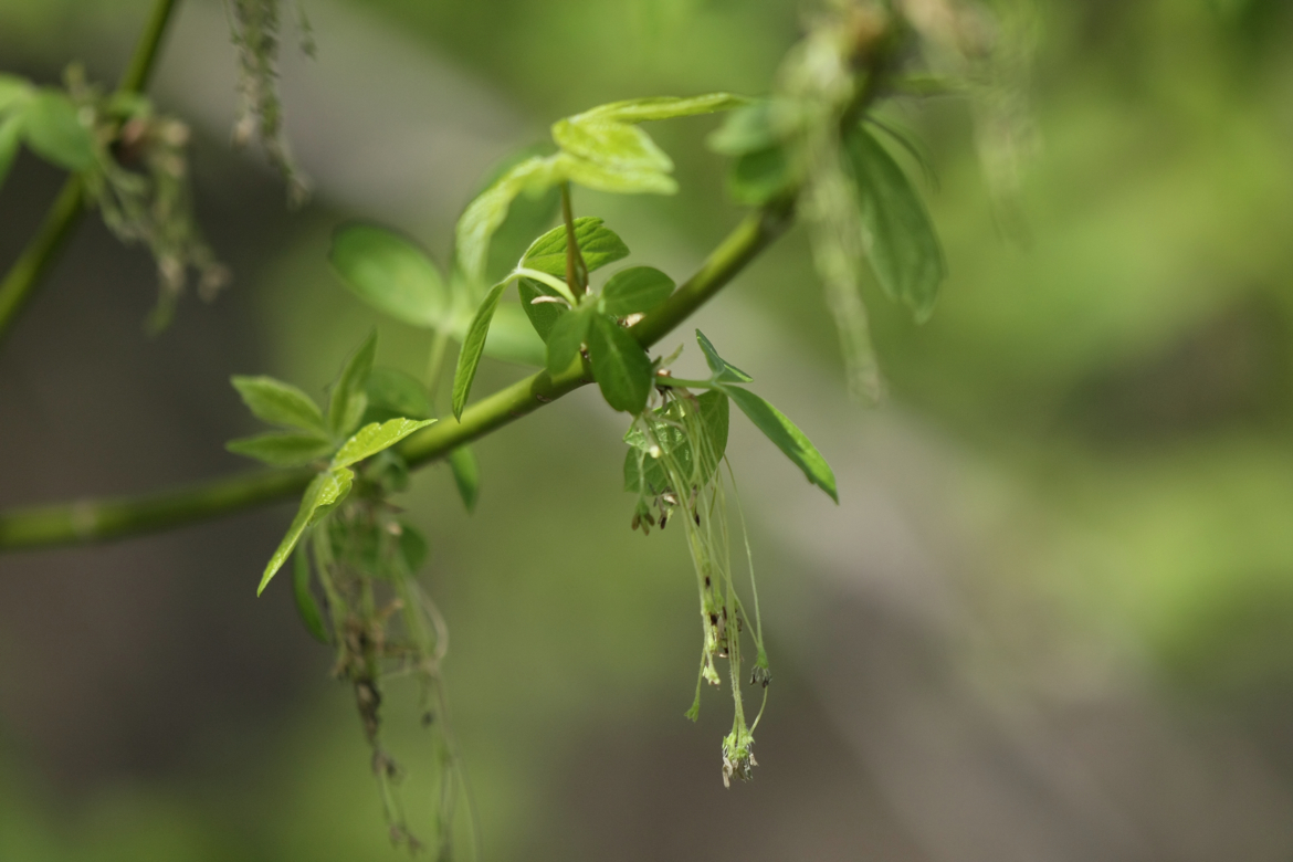 Full Size Image = 4431 K