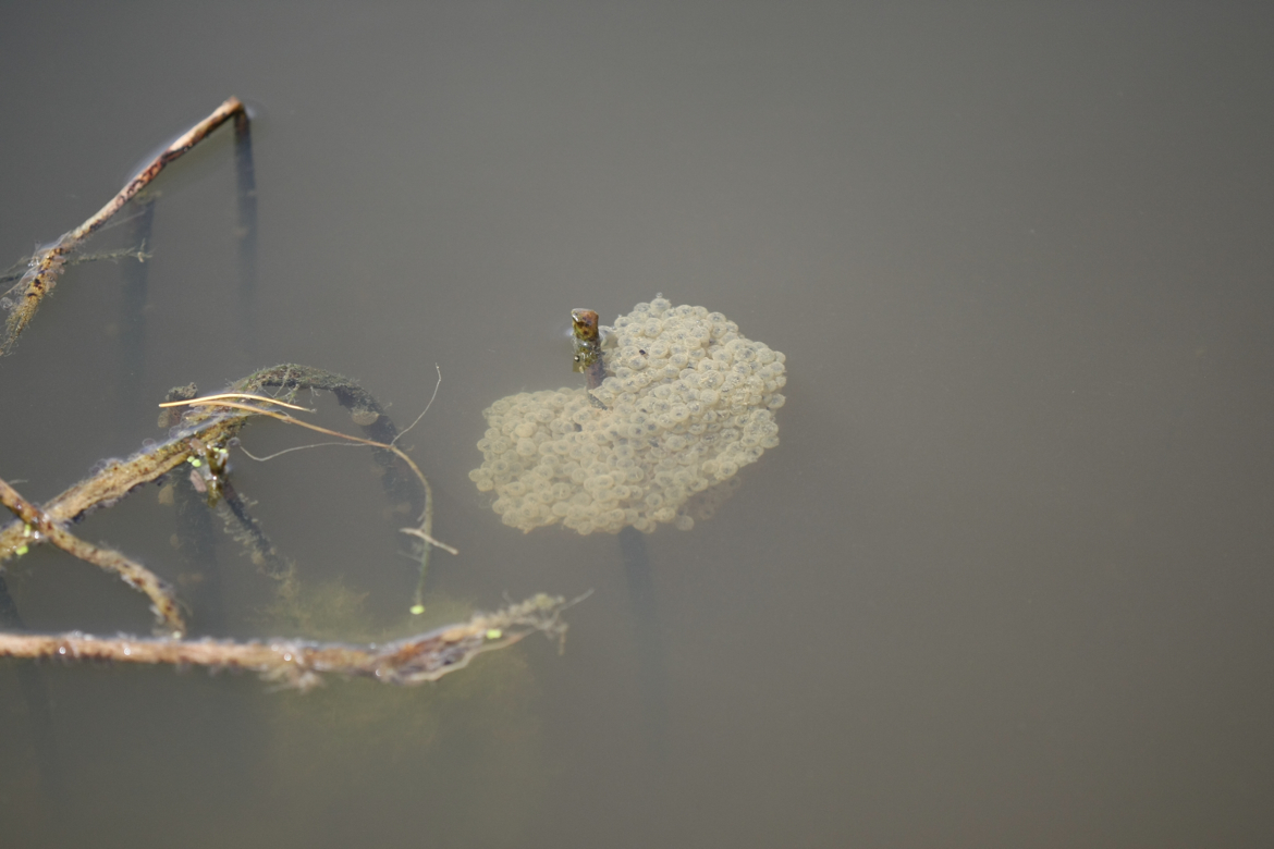 Full Size Image = 4396 K