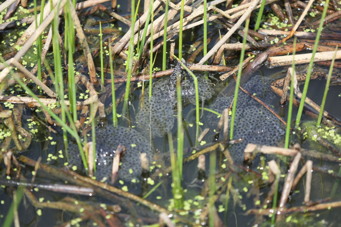 Full Size Image = 7337 K