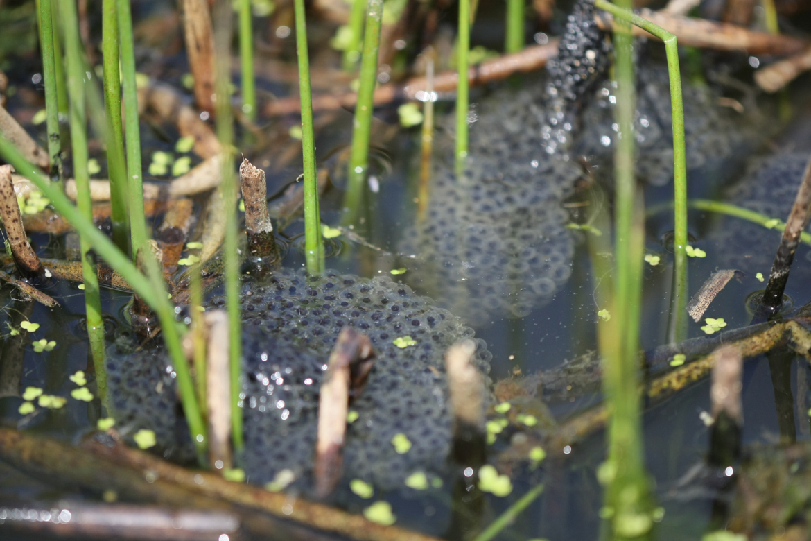 Full Size Image = 5837 K