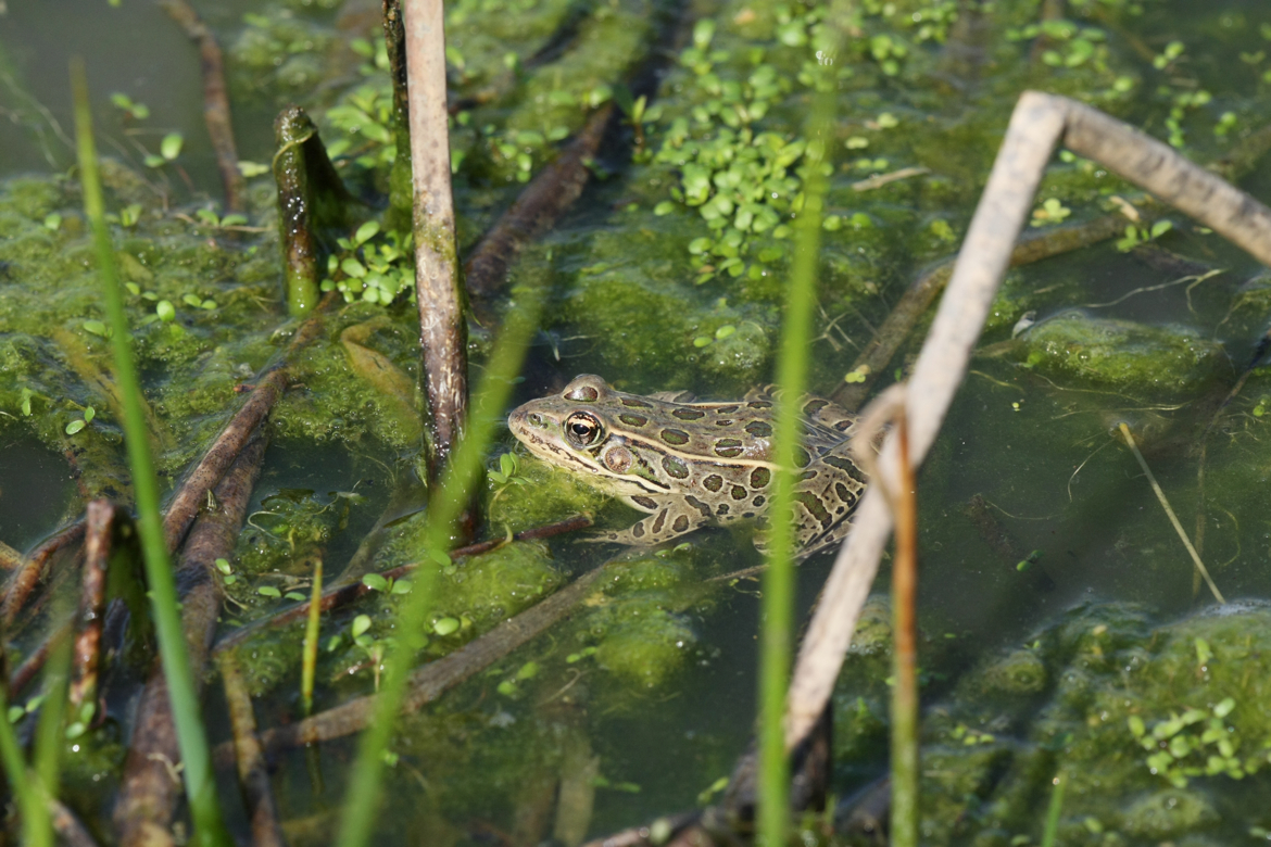 Full Size Image = 6661 K