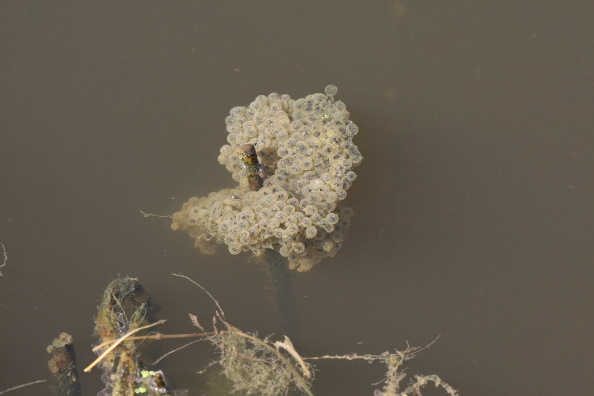 Full Size Image = 5407 K