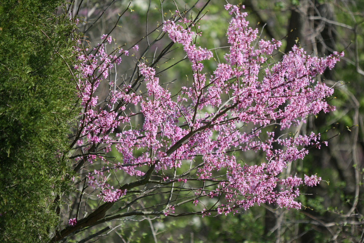 Full Size Image = 8525 K