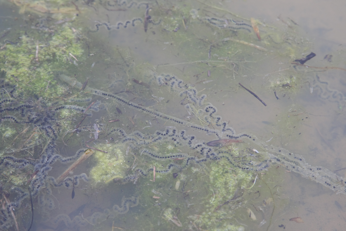 Full Size Image = 5145 K