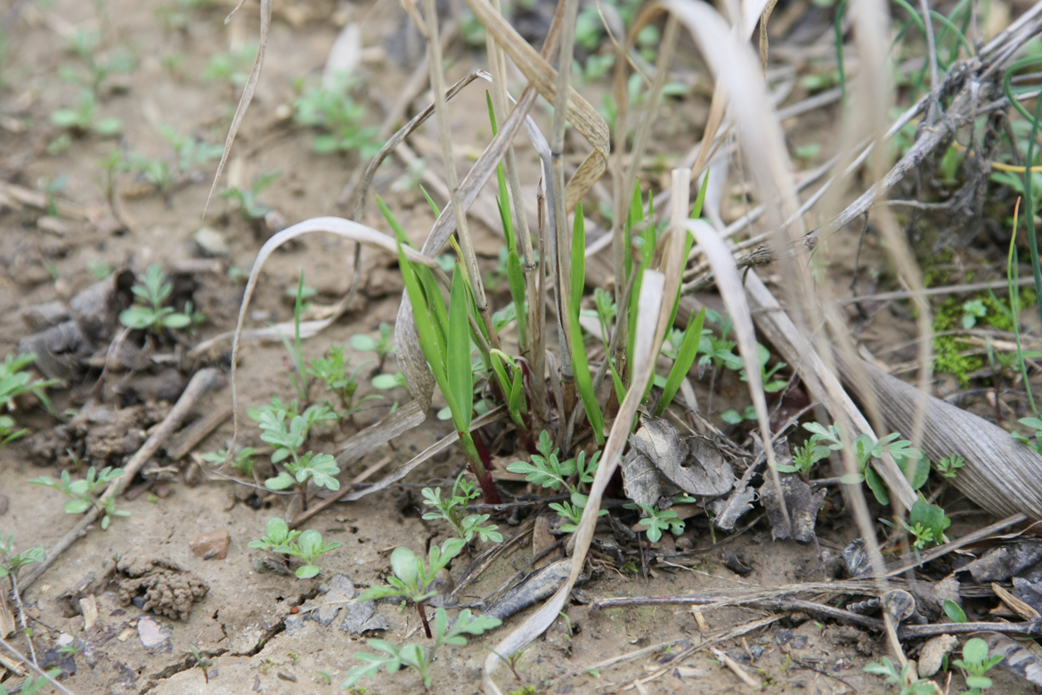 Full Size Image = 6704 K