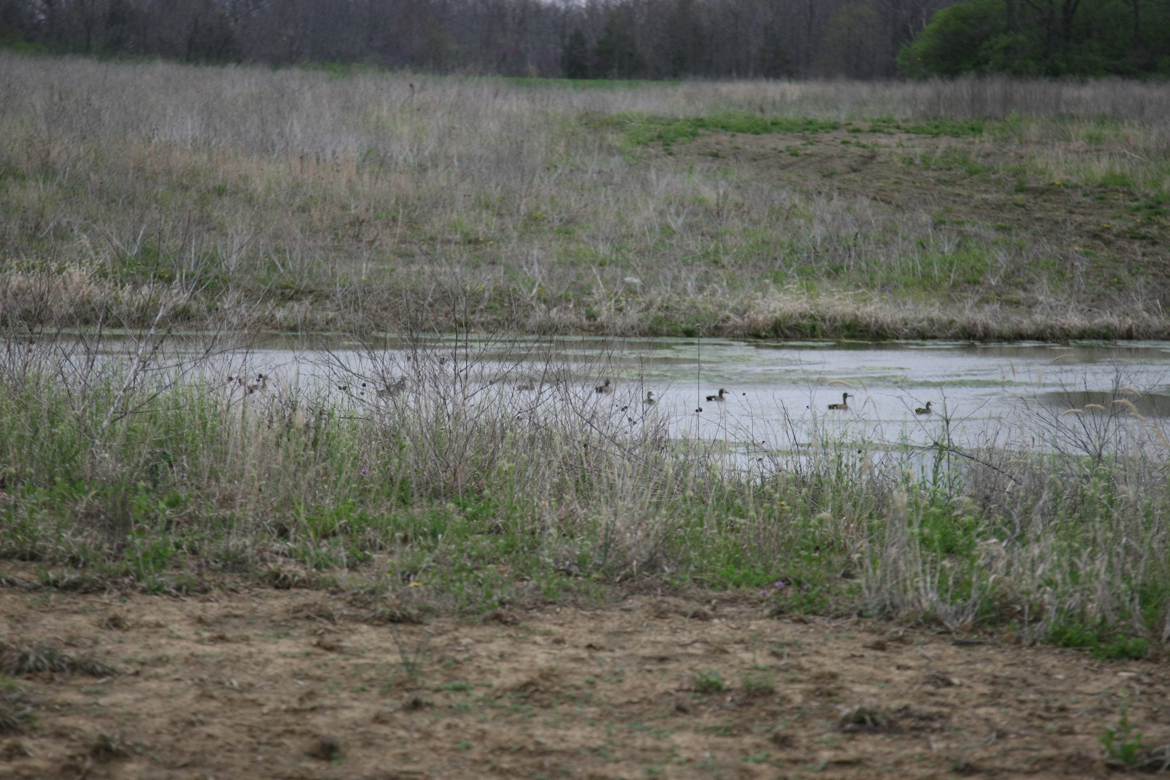 Full Size Image = 7068 K