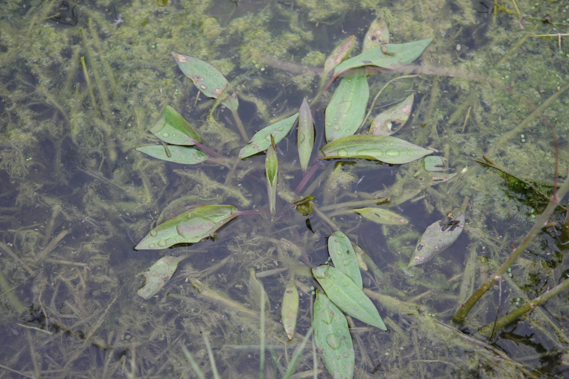 Full Size Image = 6897 K