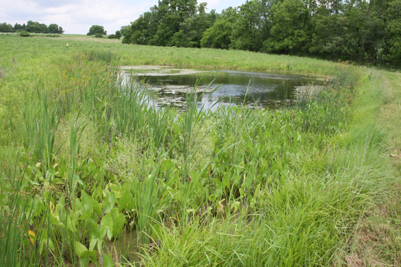 Full Size Image = 3382 K