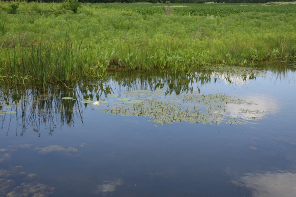 Full Size Image = 2211 K