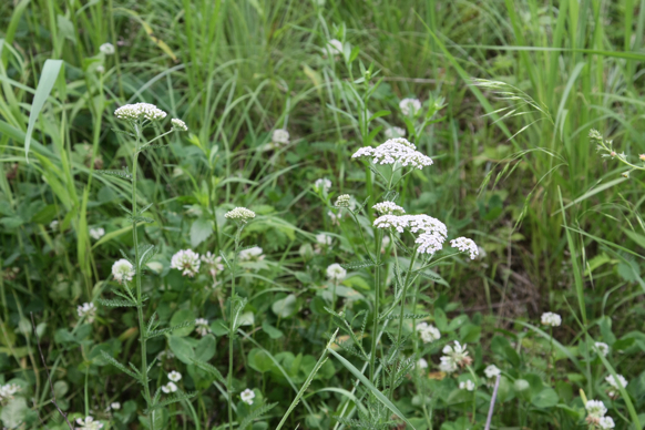 Full Size Image = 2135 K