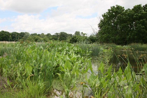 Full Size Image = 2713 K