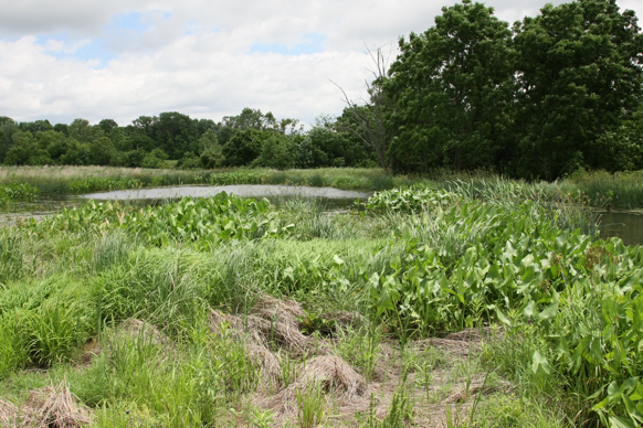 Full Size Image = 3261 K