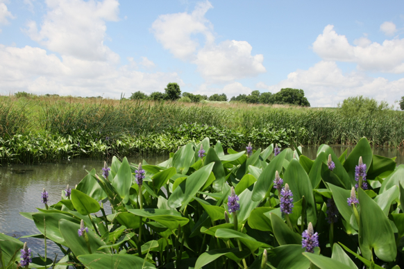 Full Size Image = 2287 K