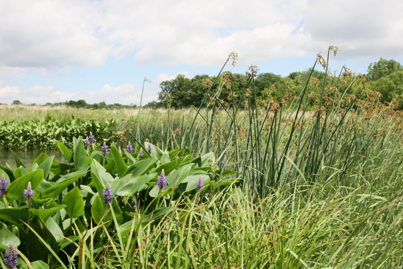 Full Size Image = 2786 K