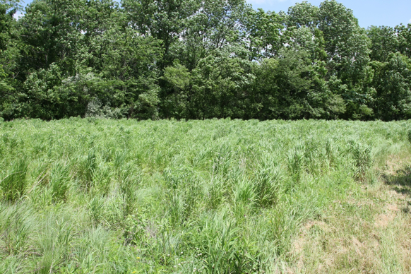 Full Size Image = 4039 K