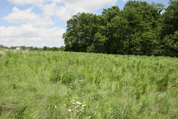 Full Size Image = 3374 K