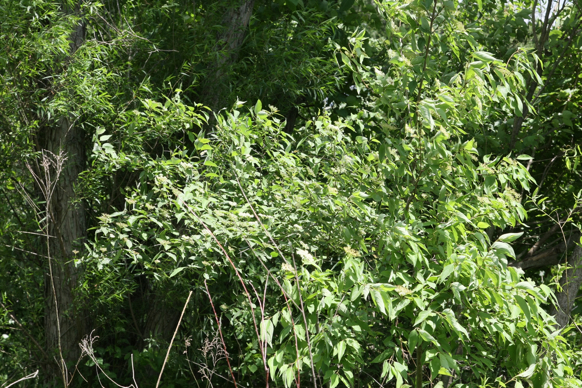 Full Size Image = 3470 K