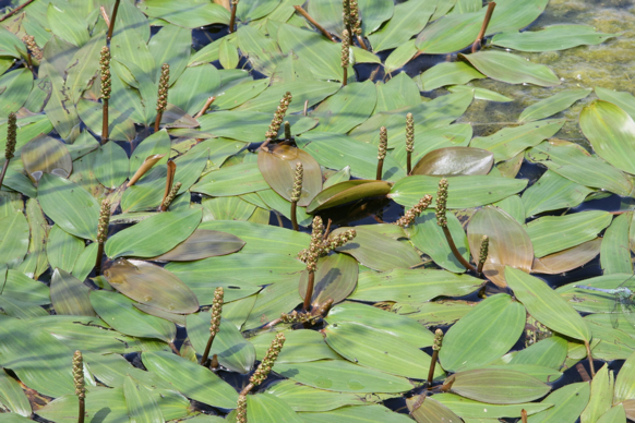 Full Size Image = 2423 K