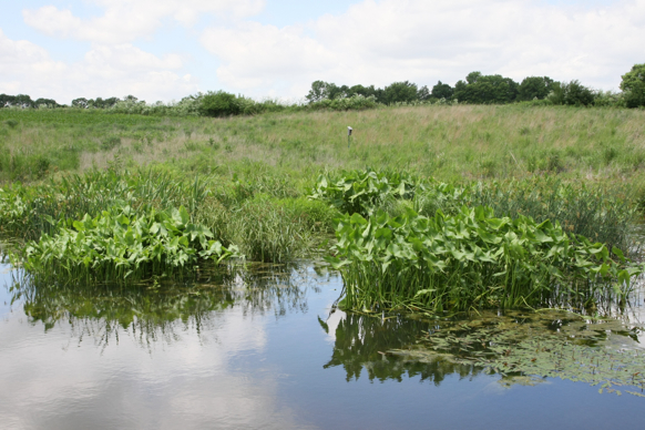 Full Size Image = 2483 K