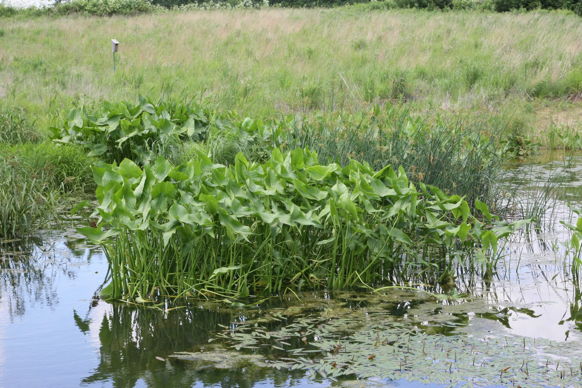 Full Size Image = 3014 K