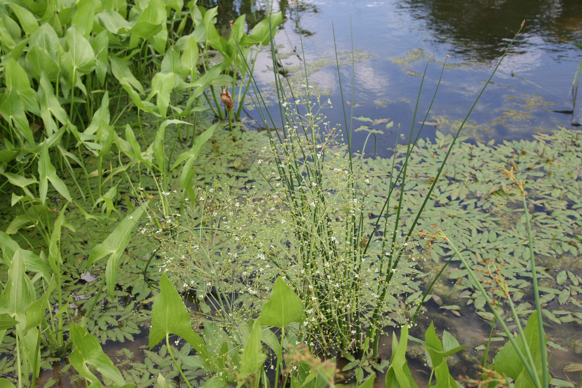 Full Size Image = 2659 K