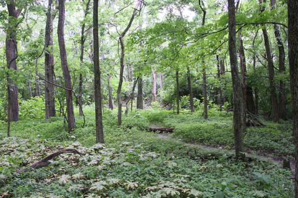 Full Size Image = 3687 K