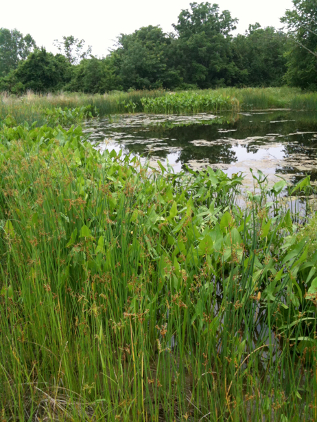 Full Size Image = 3568 K