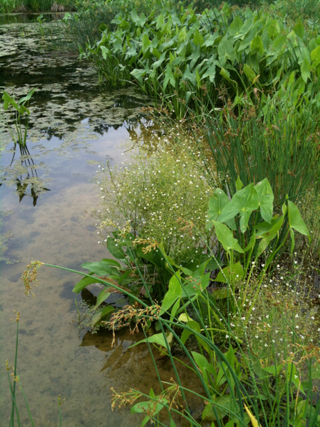 Full Size Image = 3539 K