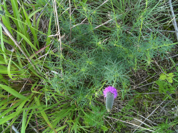 Full Size Image = 4107 K